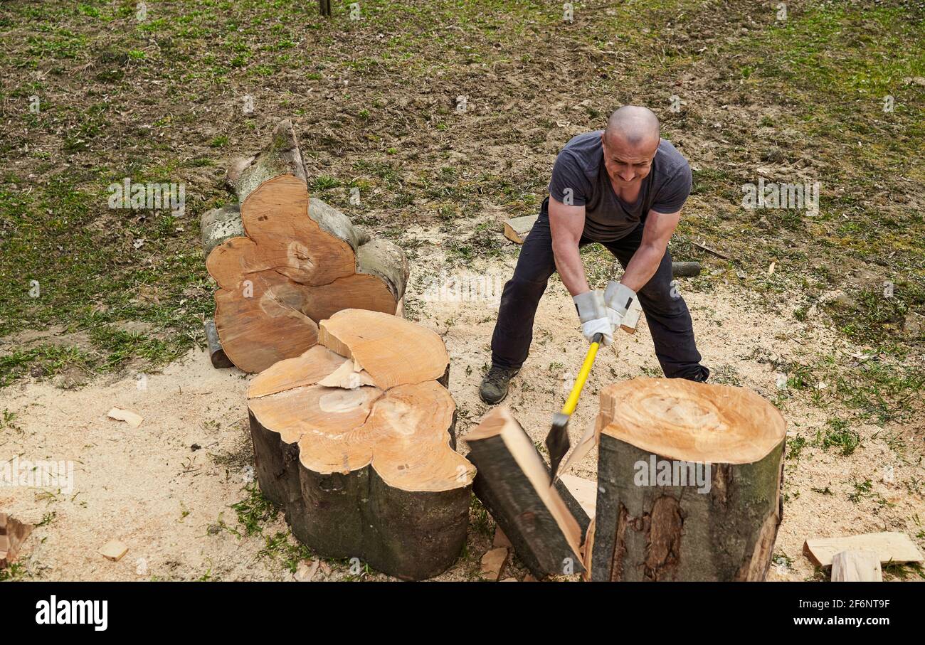Strong woodman splitting huge beech logs with his heavy axe Stock Photo