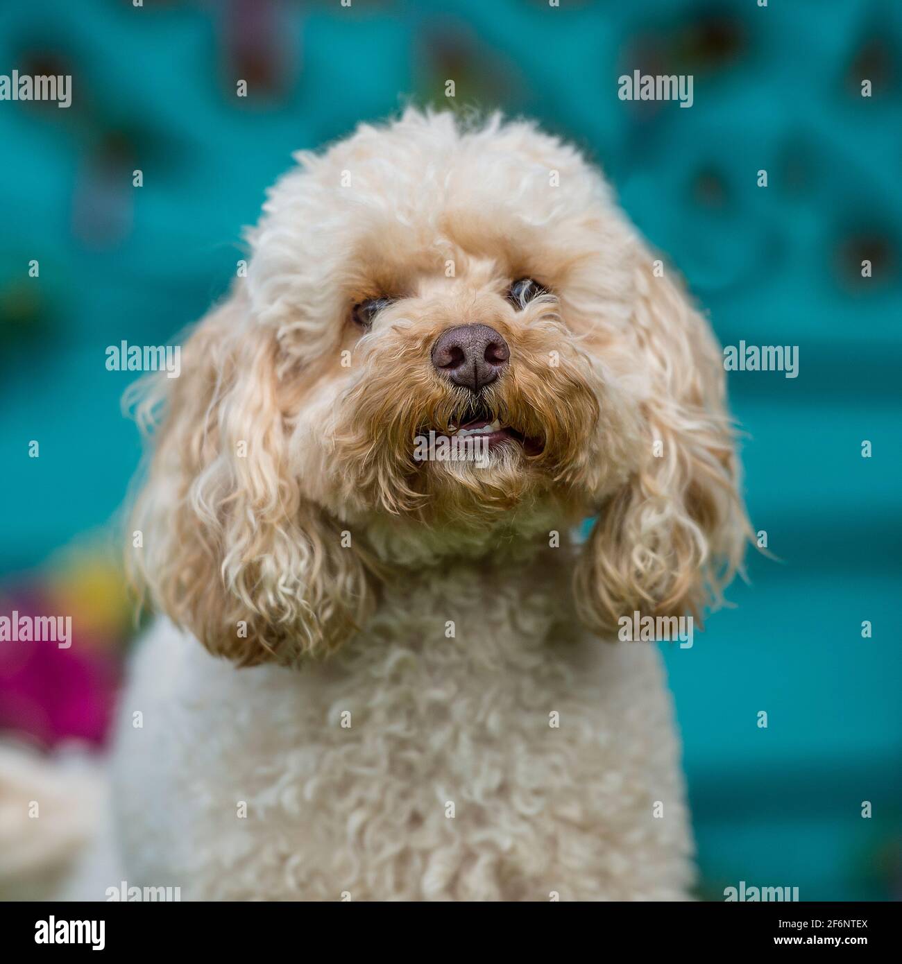 Cavapoo standing hi-res stock photography and images - Alamy