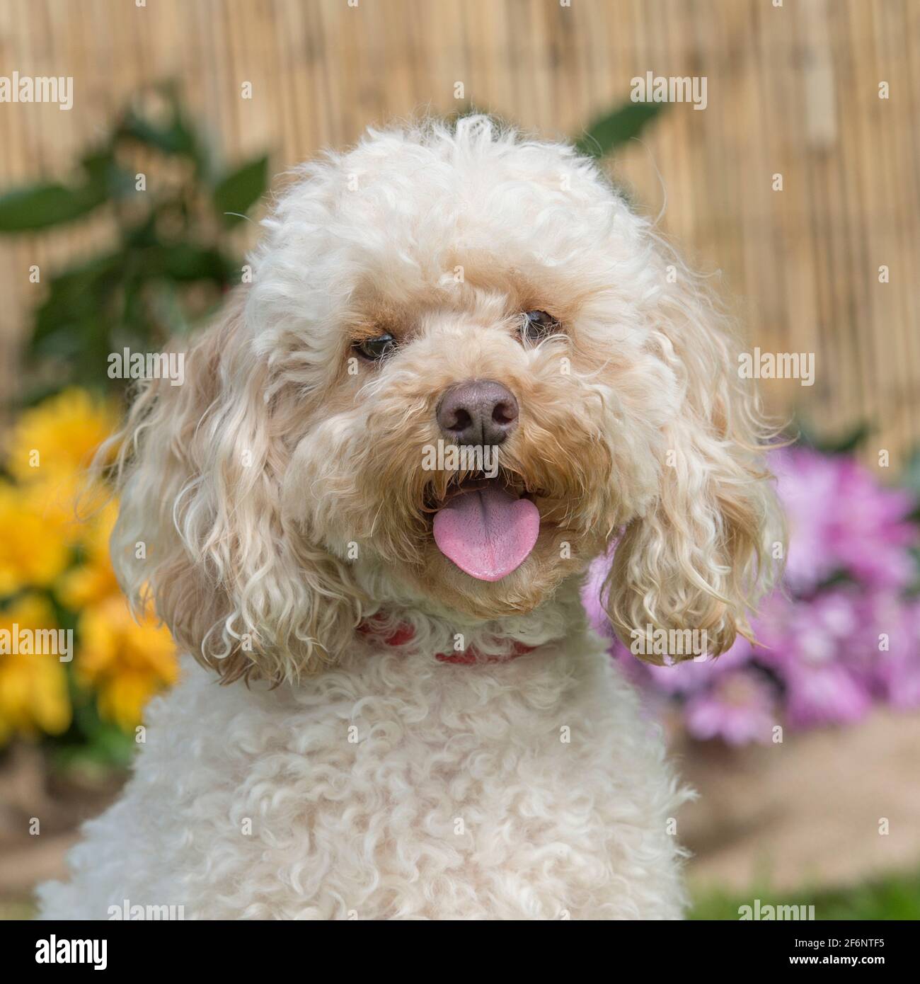 Cavapoo standing hi-res stock photography and images - Alamy