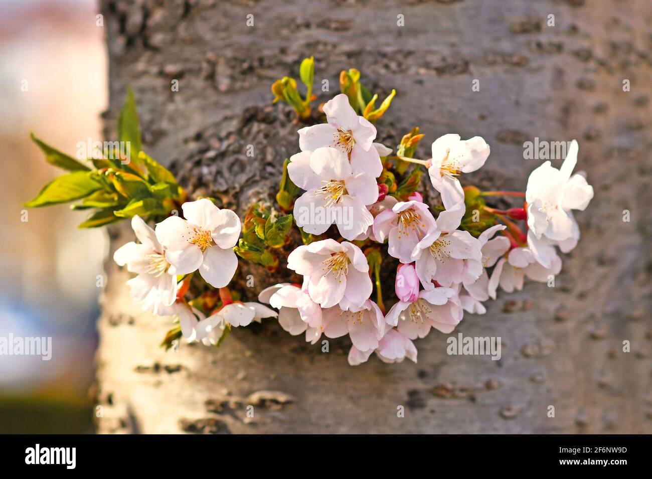 Flowers of japanese 'Somei Yoshino' cherry blossom tree growing from trunk Stock Photo