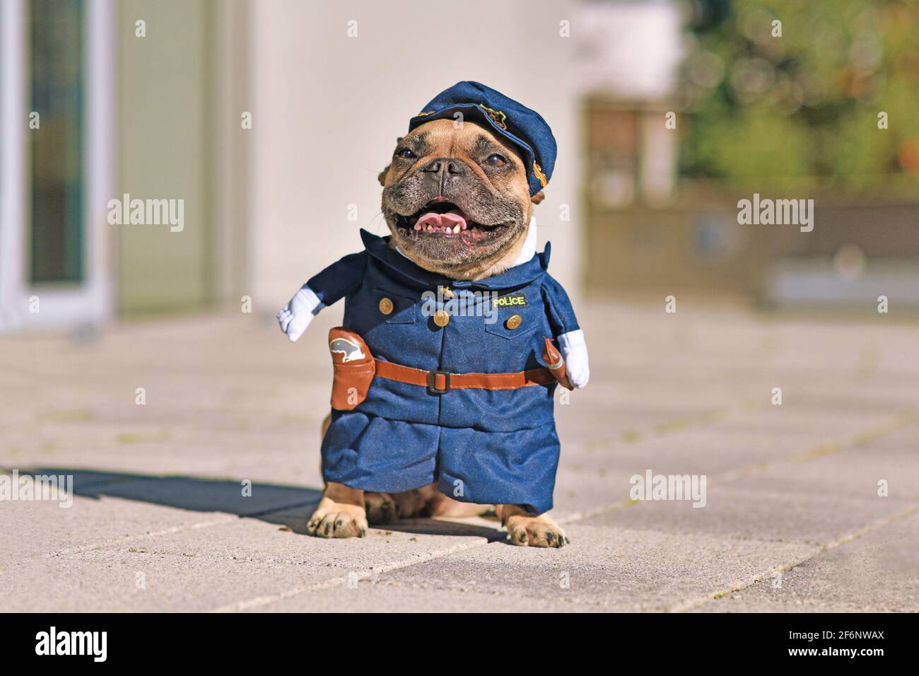 Funny French Bulldog dog wearing funny police officer uniform costume with fake arms Stock Photo