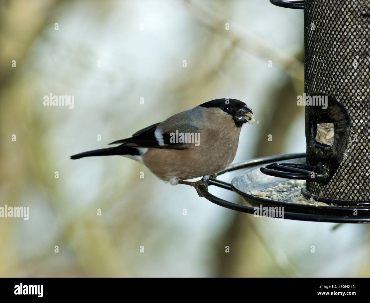 A female Bullfinch lands on a garden birdfeeder. Normally these are shy birds of the woodland canopy but people feeding birds at home will see them Stock Photo