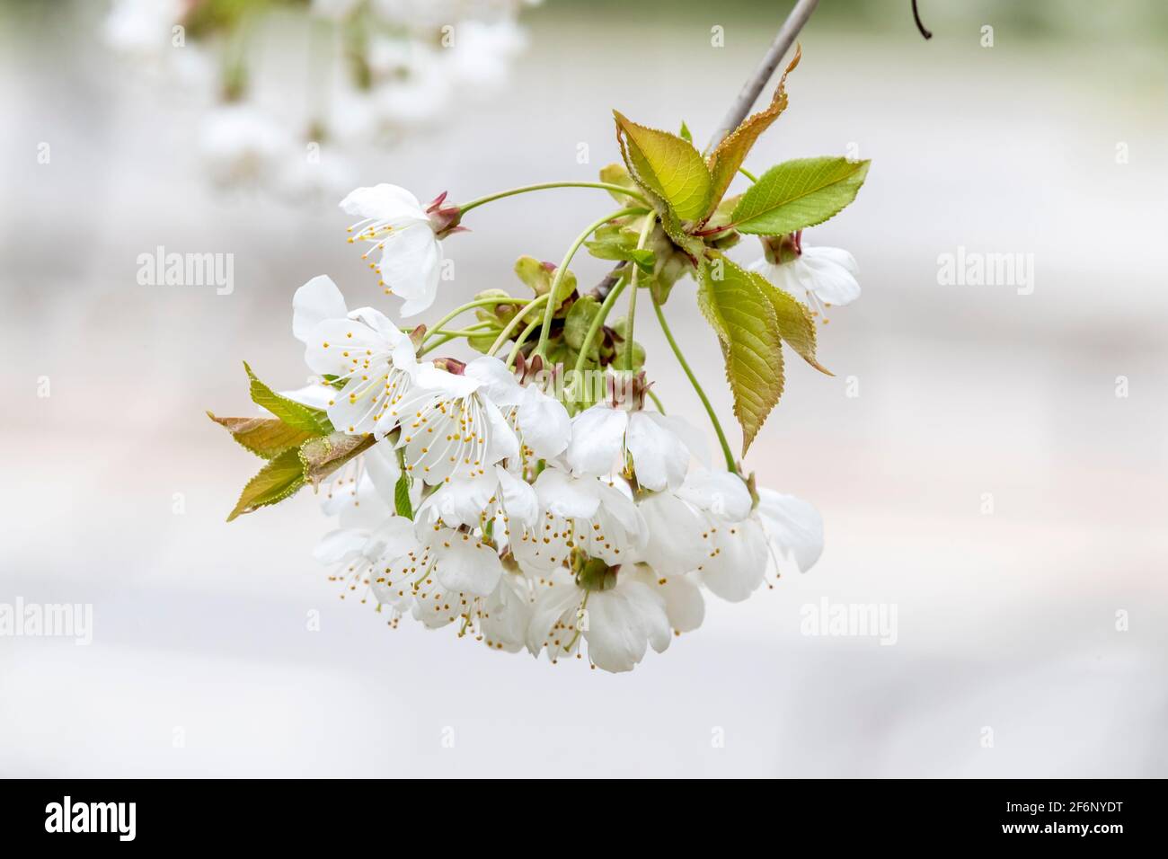 high key detail of white and pink cherry blossom Stock Photo - Alamy