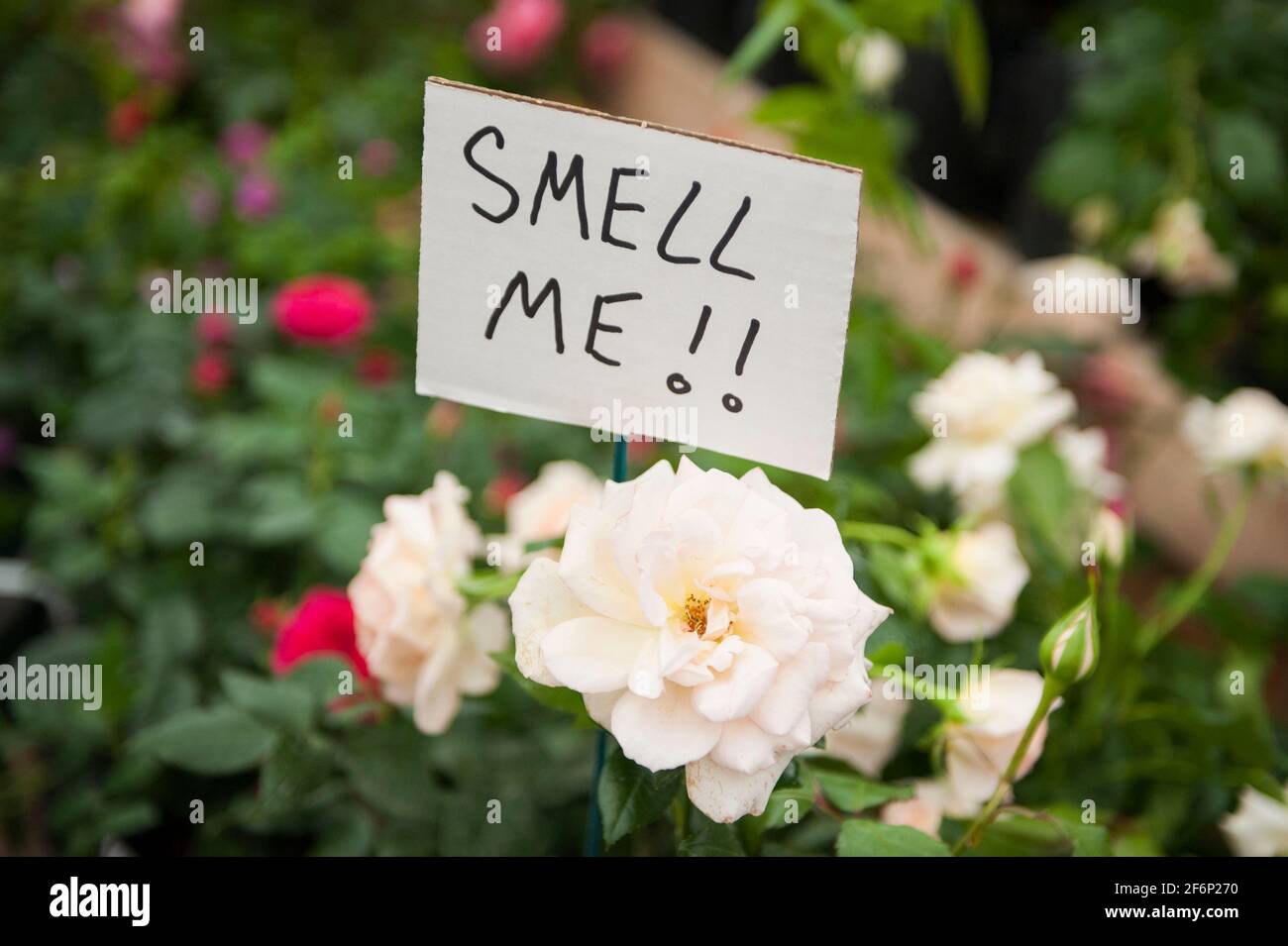 A sign saying Smell Me amongst some roses at Hampton Court Flower Show, Kingston upon Thames. Stock Photo