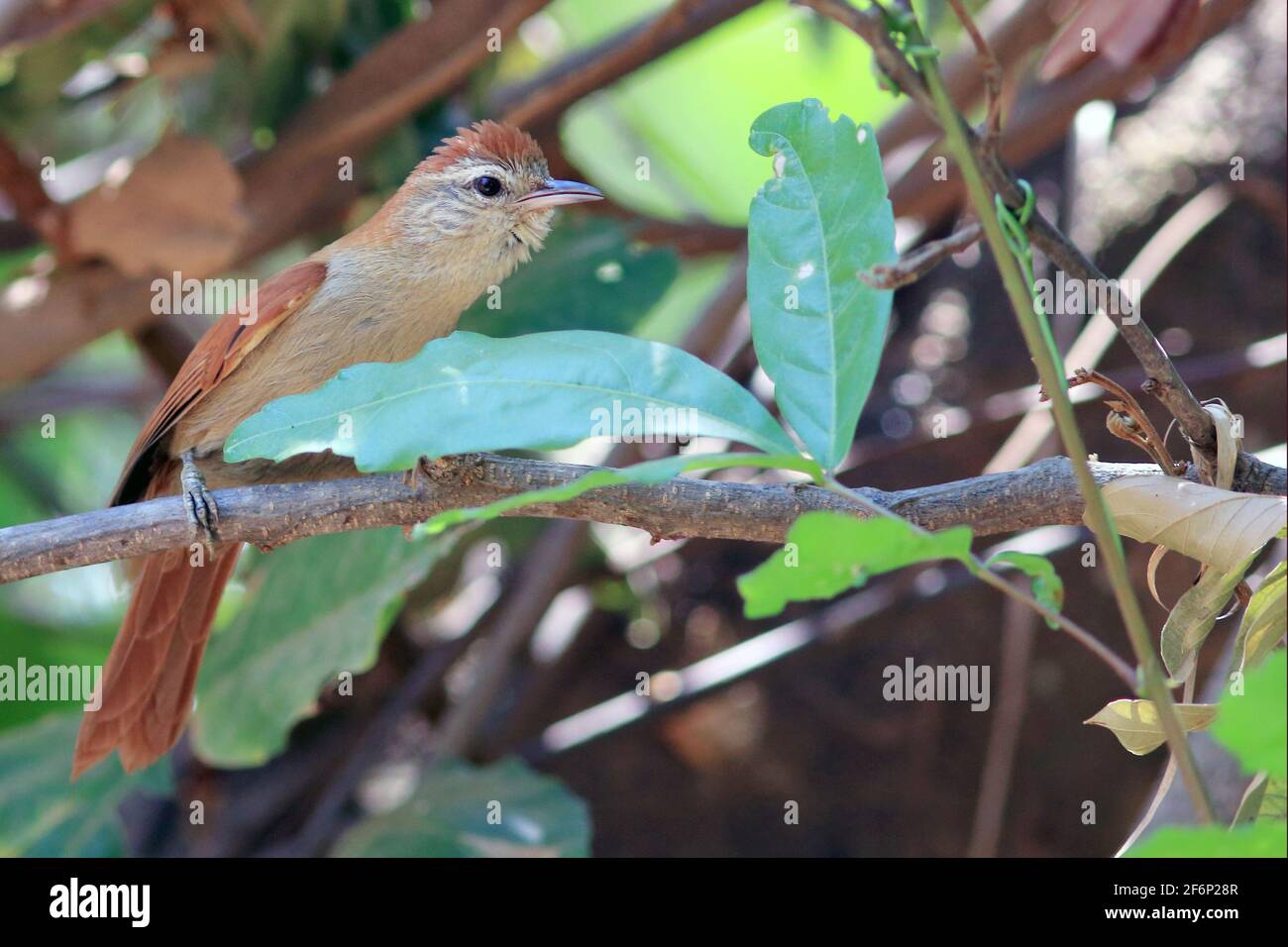 Rusty-backed Spinetail (Cranioleuca vulpina) perched on a branch in western Bahia (São Desidério) Stock Photo