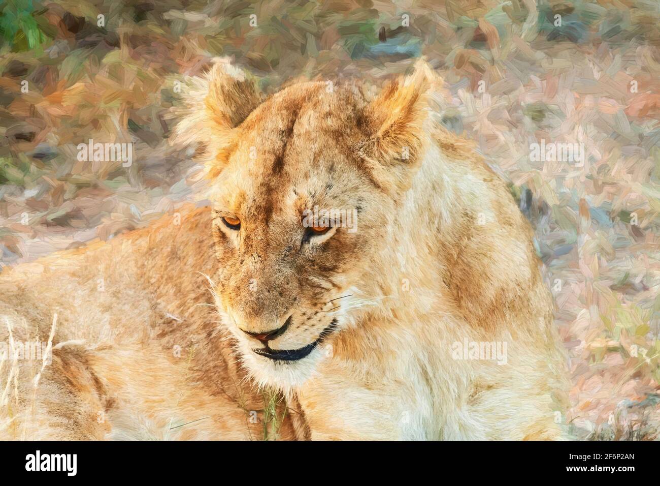Paint Effect Lion Resting Stock Photo Alamy