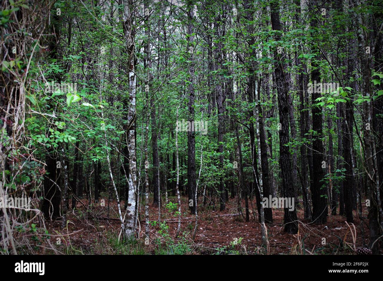 slender white birch among dark tree trunks within the forest Stock Photo
