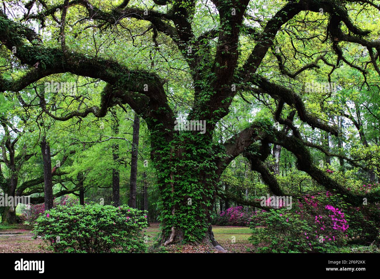 The large branches of this oak tree reach down among the Springtime blooms. Stock Photo