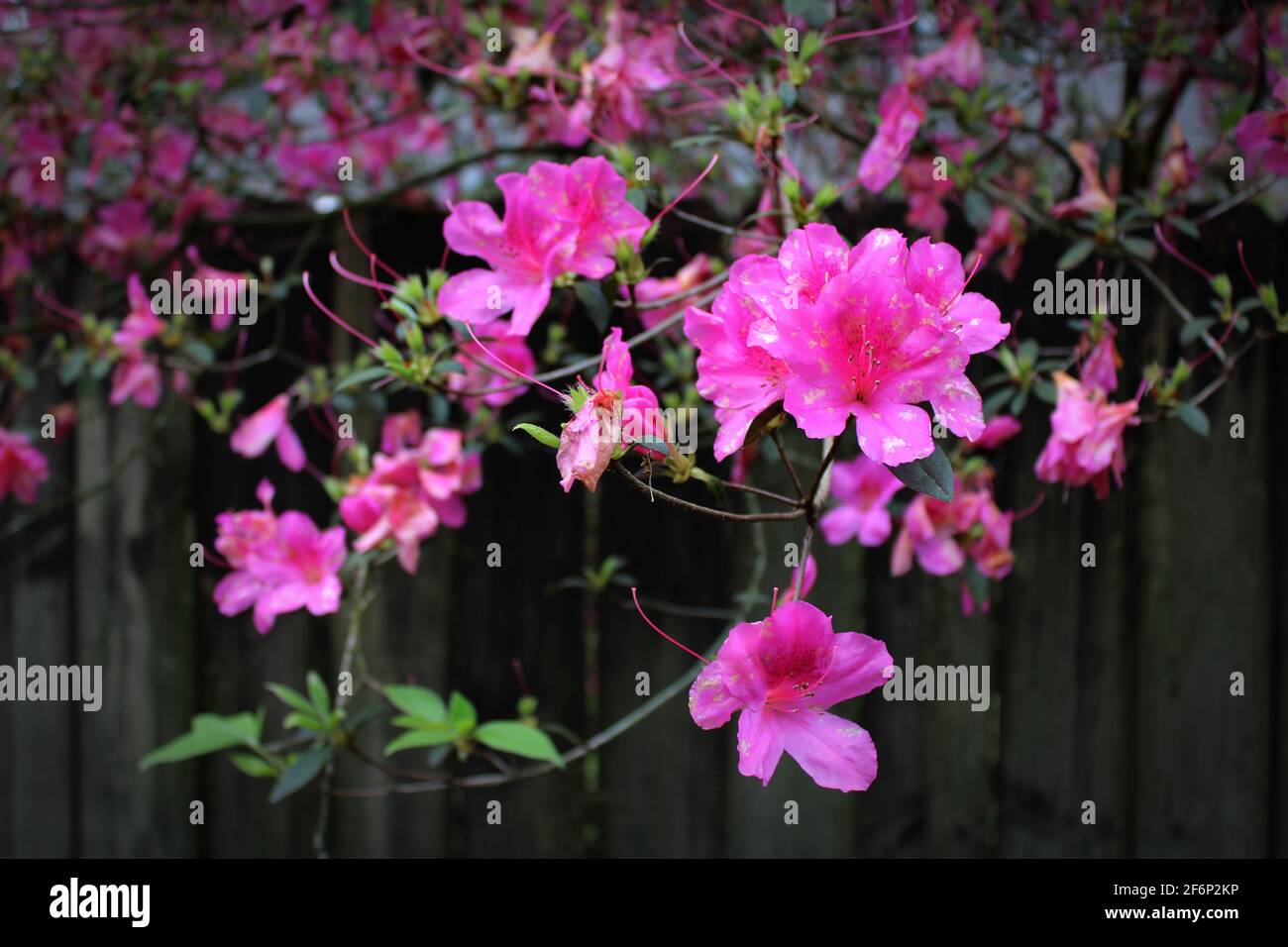 vibrant pink blooms climbing over an old weathered wooden fence Stock Photo
