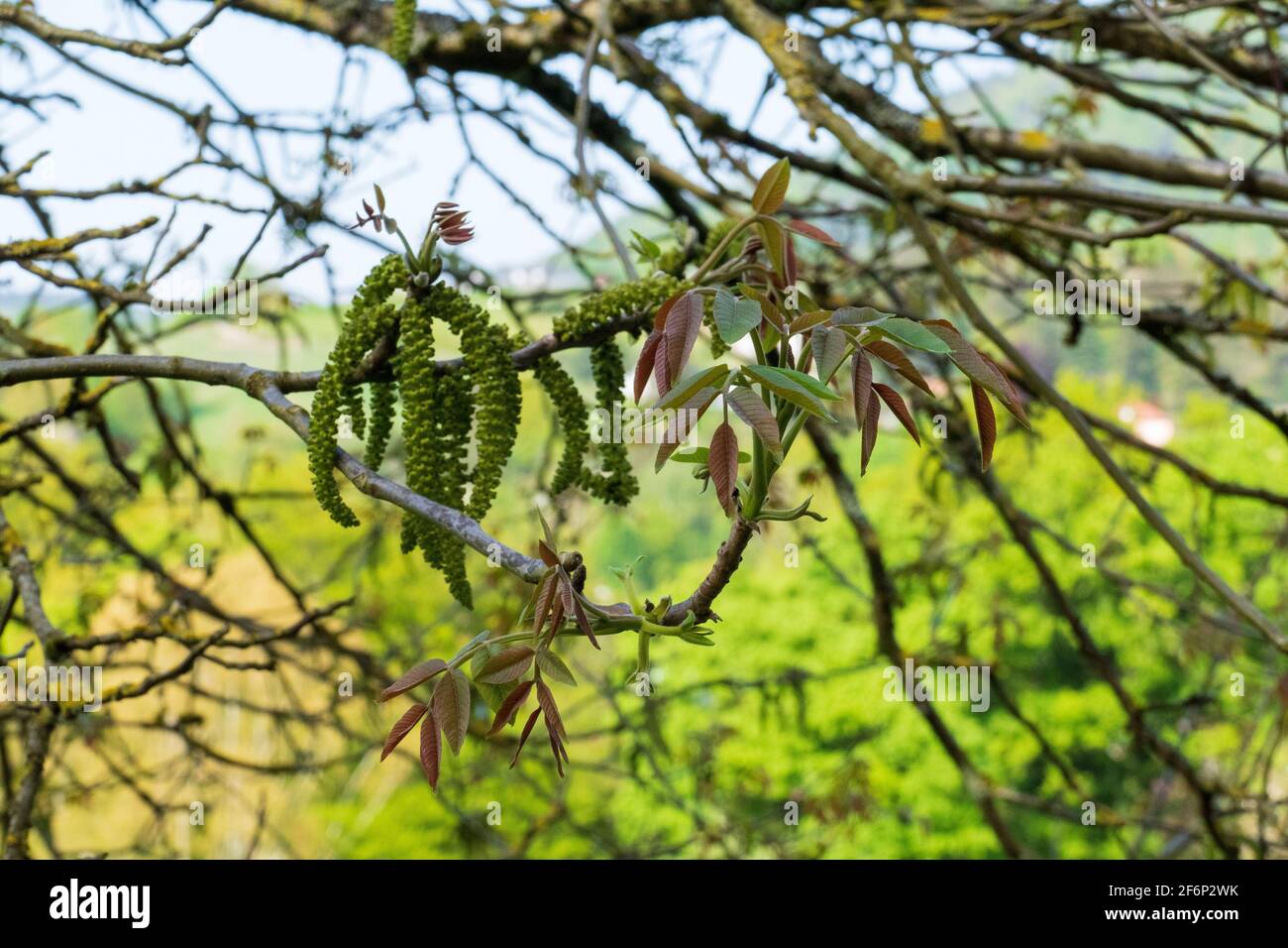 Walnuss Baum mit Kätzchen im April Stock Photo