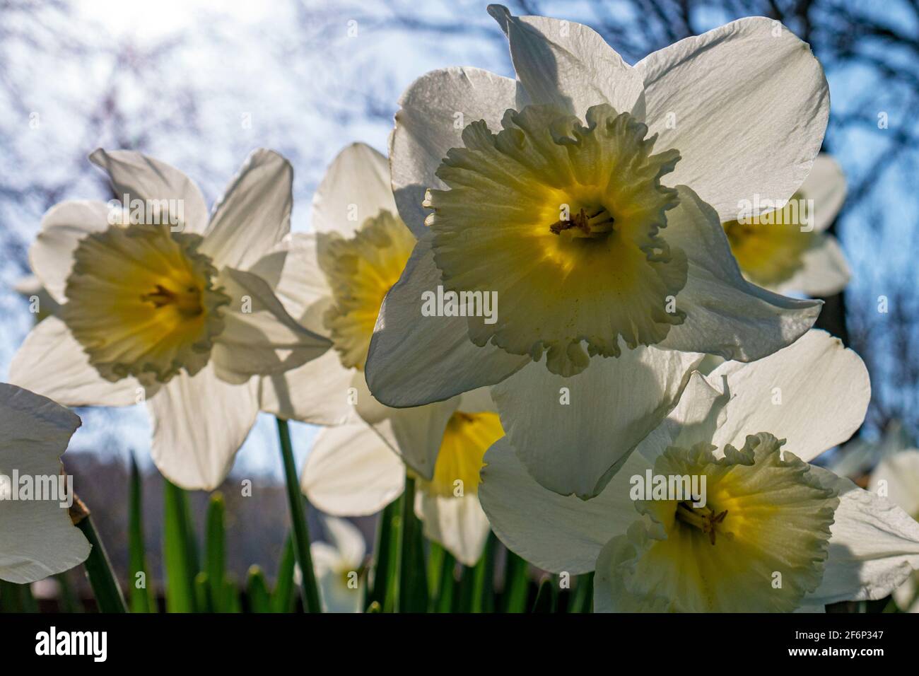 Backlit Daffodil flower heads. Stock Photo