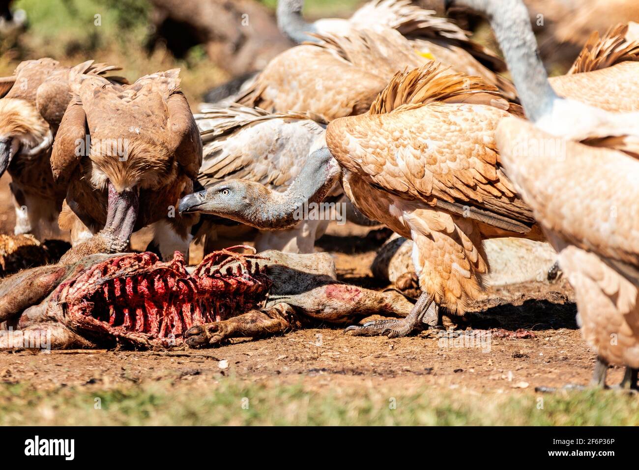 Vultures Feeding on Ribcage Stock Photo