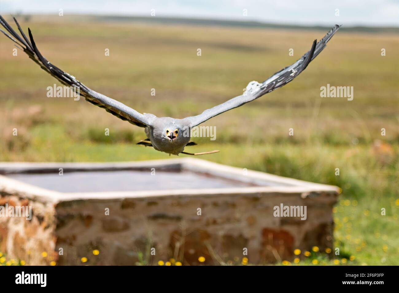 Falcon in Flight Front Stock Photo