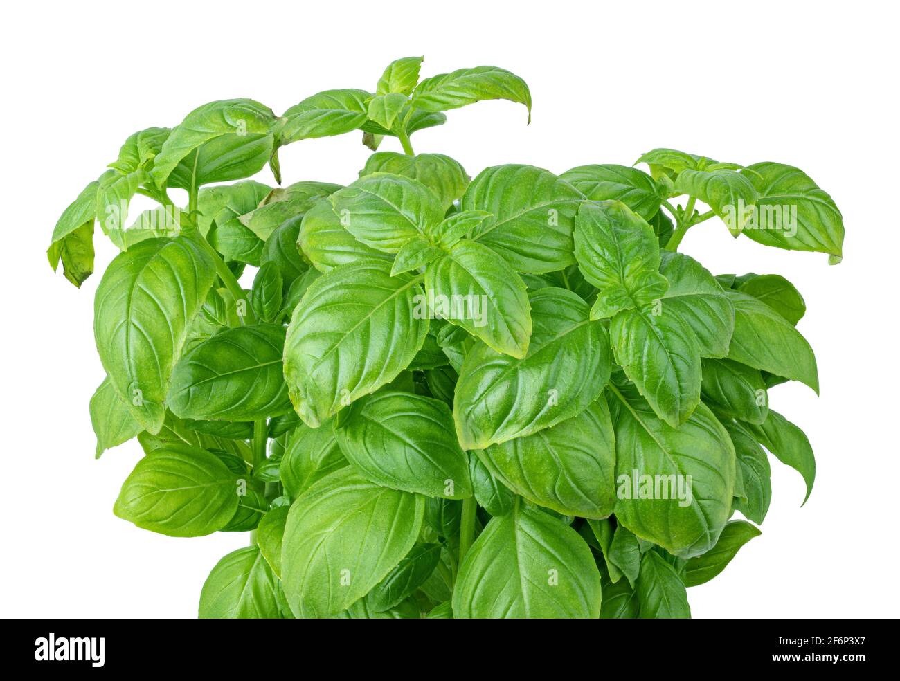 Fresh basil isolated on white background. Clipping path Stock Photo