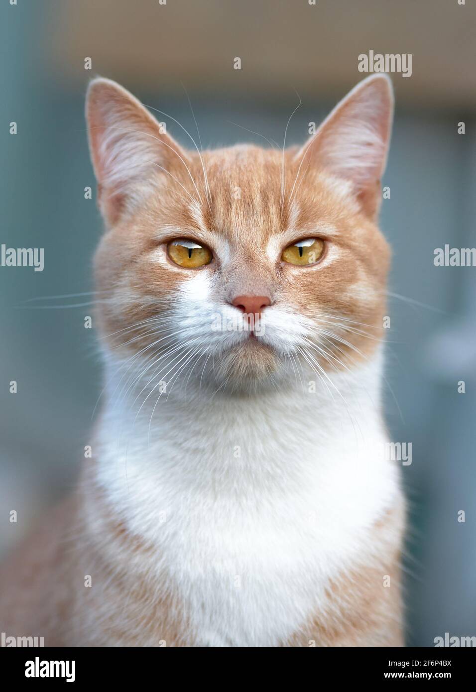 Beautiful portrait of a ginger cat Stock Photo