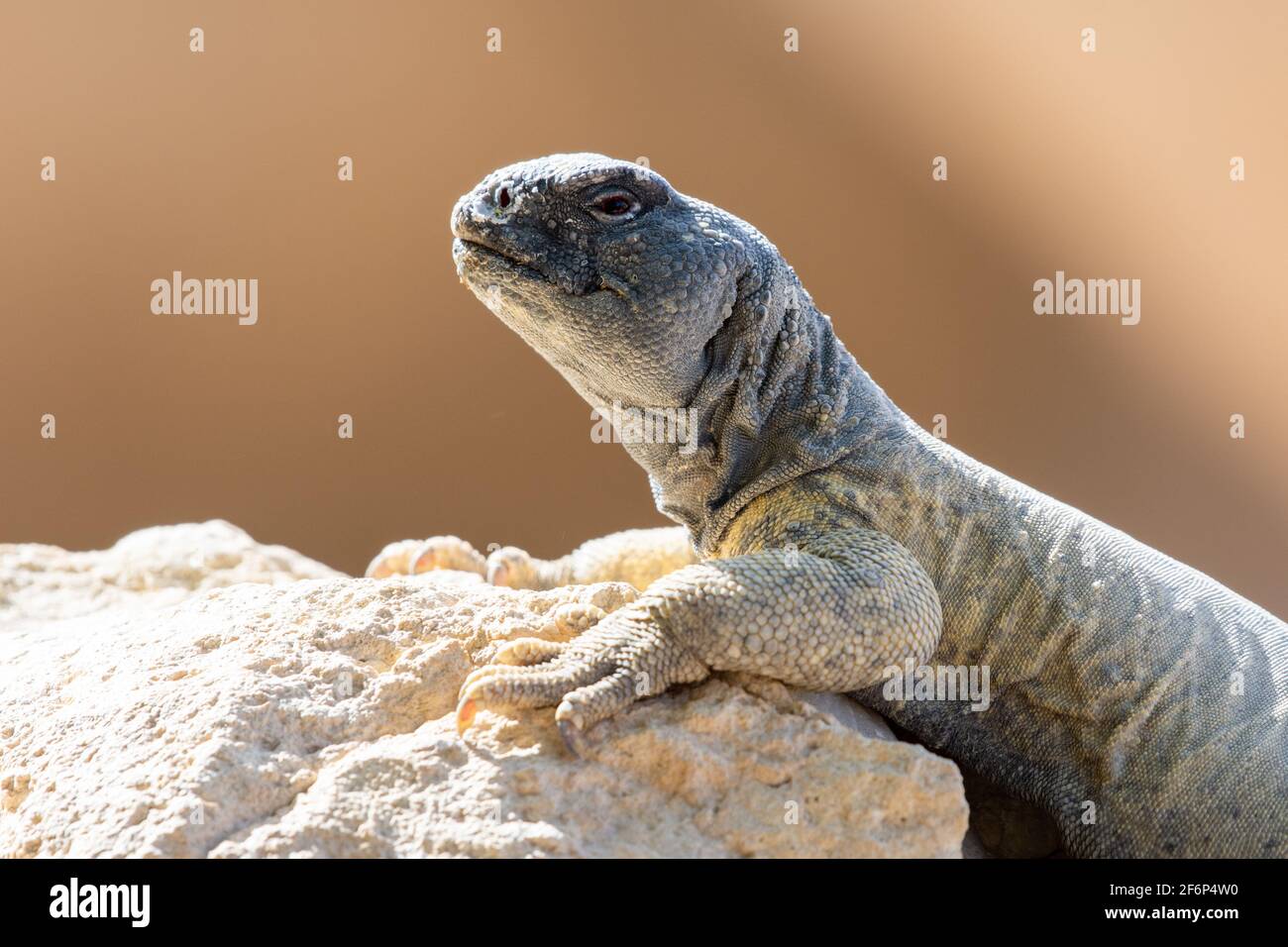 A green Leptien's Spiny Tailed Lizard (Uromastyx aegyptia leptieni) resting on a rock very close up. Stock Photo