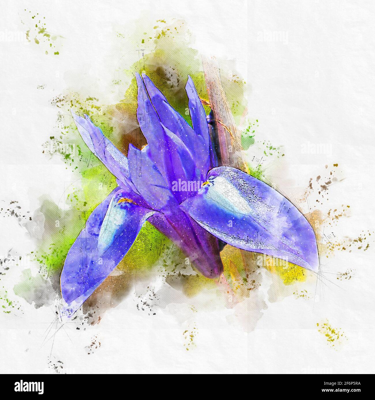 Digitally enhanced image of a Blue Iris or Barbary Nut, (Moraea sisyrinchium syn. Gynandriris sisyrinchium) Photographed in Israel in March a dwarf ir Stock Photo