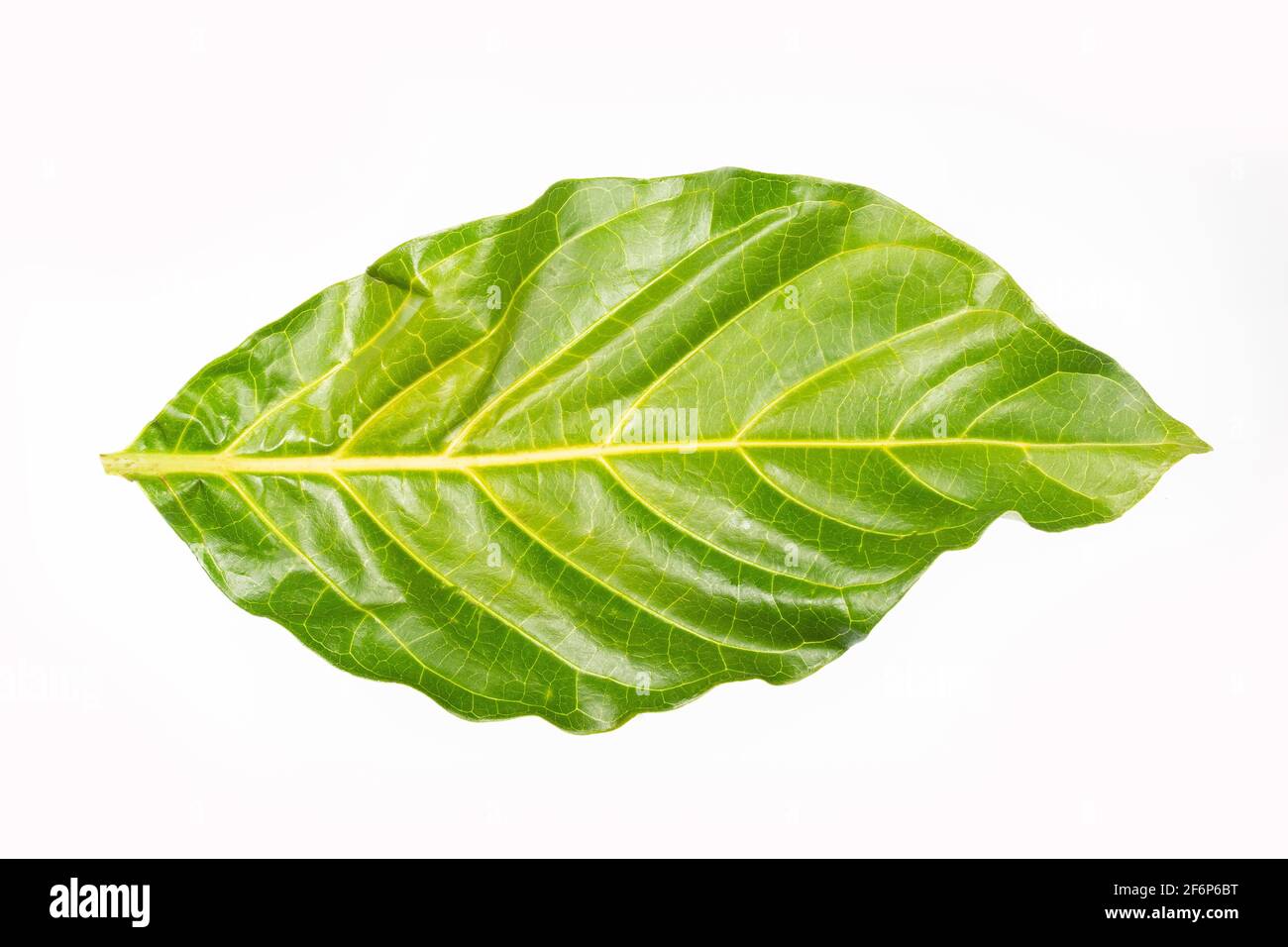 Morinda citrifolia Green leaf of the noni tree Stock Photo Alamy