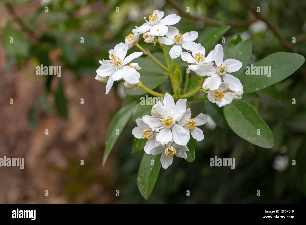 Choisya ternata branch with leaves and flowers. Mexican orange spring flowering. Stock Photo