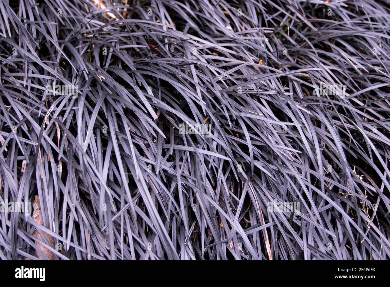 Ophiopogon planiscapus dark purple leaves. Black mondo-grass groundcovering plant. Stock Photo