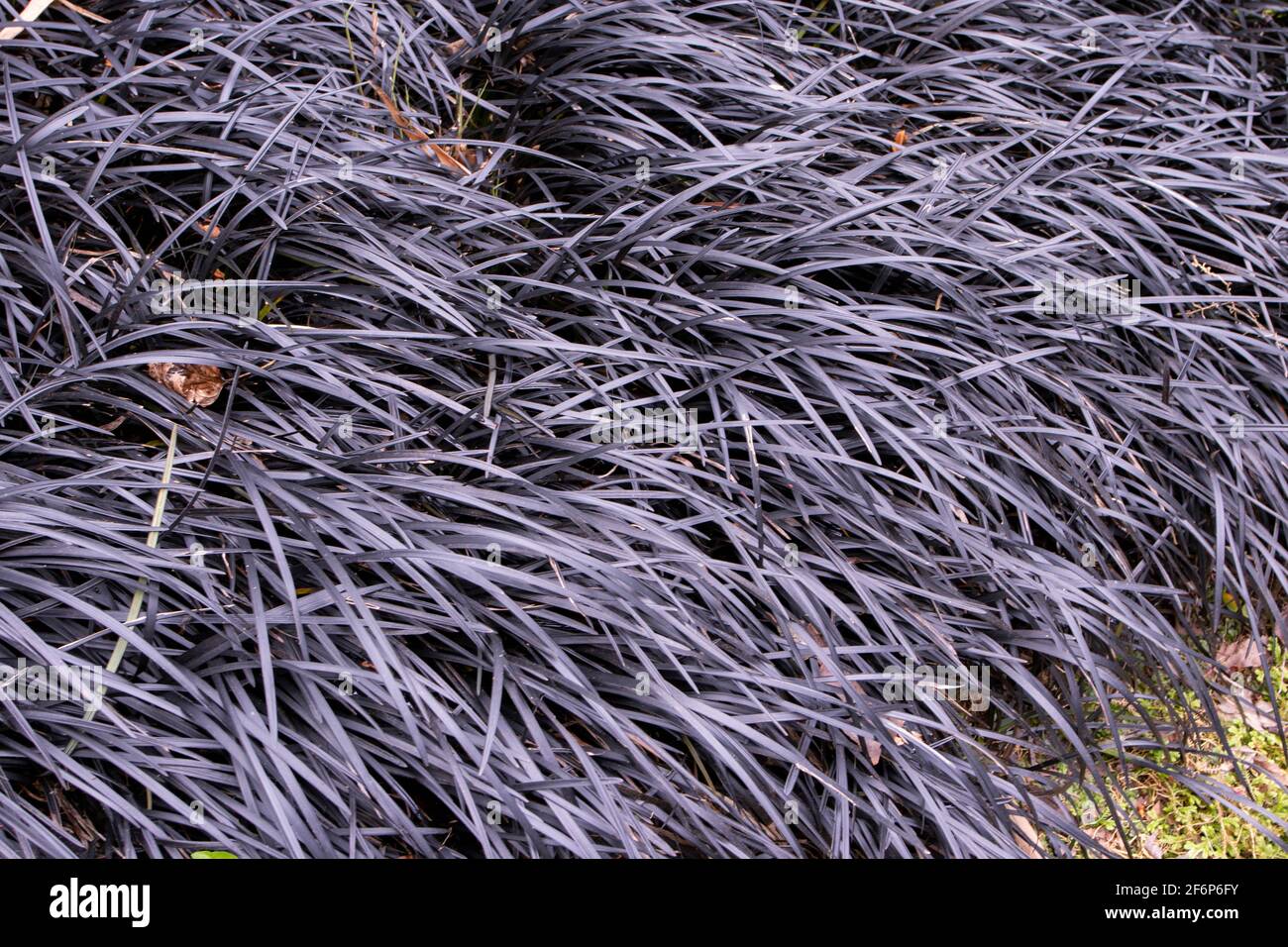 Black mondo-grass groundcovering plant. Ophiopogon planiscapus dark purple leaves in the japanese garden. Stock Photo