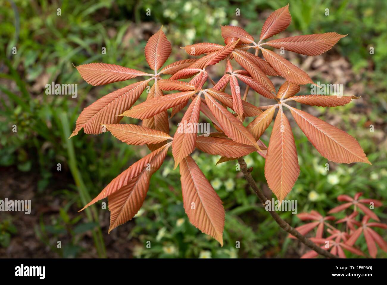Aesculus sylvatica or painted buckeye red colored young leaves in the spring Stock Photo
