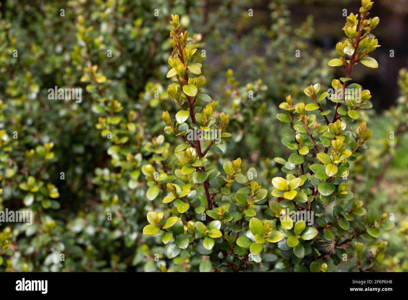 Myrsine africana or cape myrtle or african boxwood or thakisa plant Stock Photo