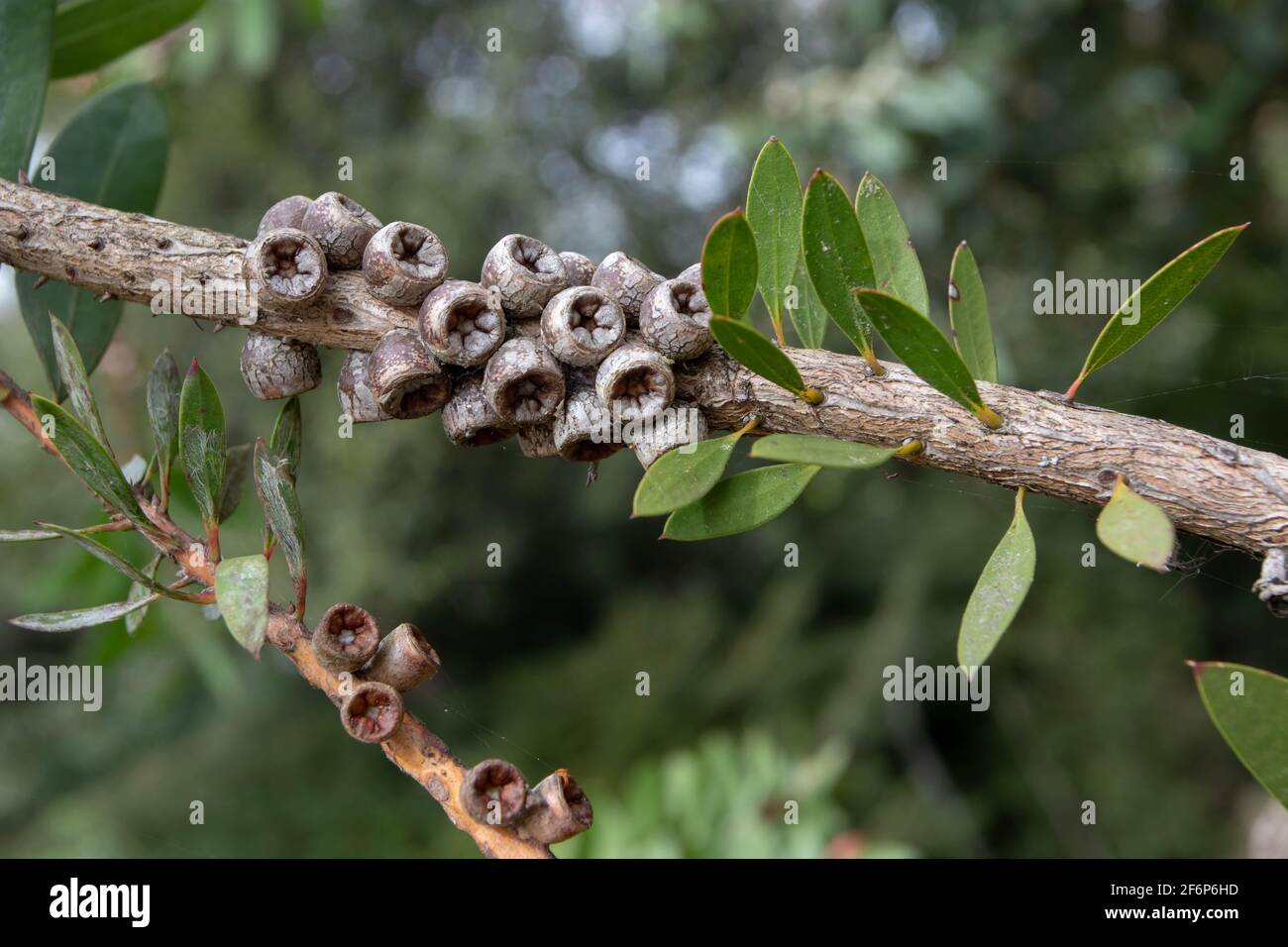 Callistemon rigidus or melaleuca linearis or narrow-leaved bottlebrush branch with leaves and woody capsules fruits Stock Photo