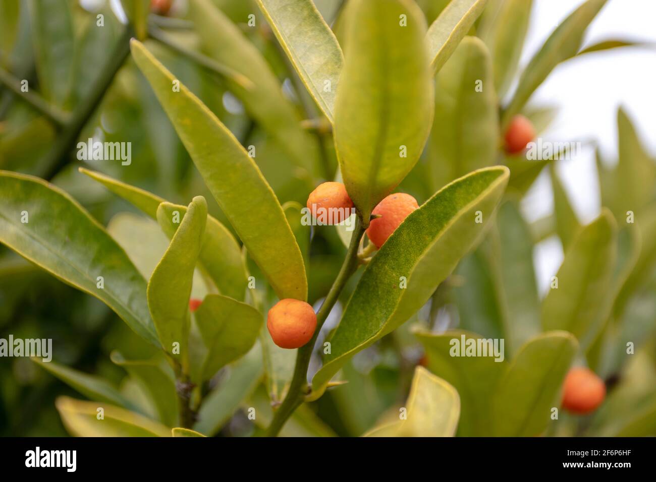 Hong Kong kumquat or fortunella hindsii plant with small orange