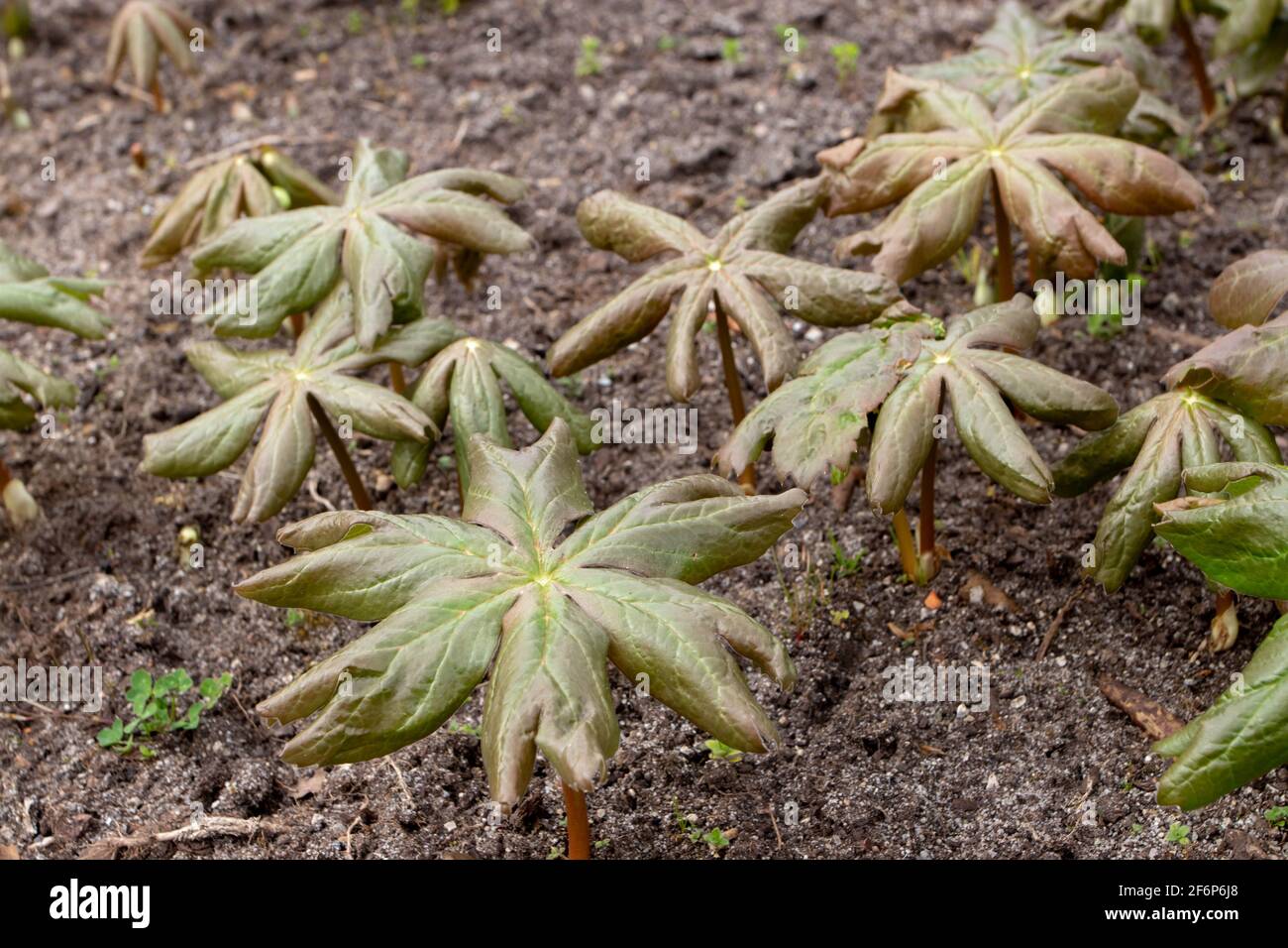 Podophyllum peltatum or mayapple or american mandrake or ground lemon leaves in the spring Stock Photo