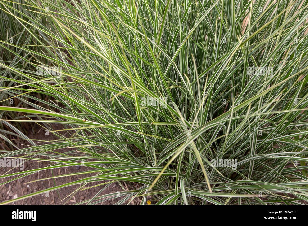 Miscanthus sinensis variegatus or variegated silver grass plant Stock Photo