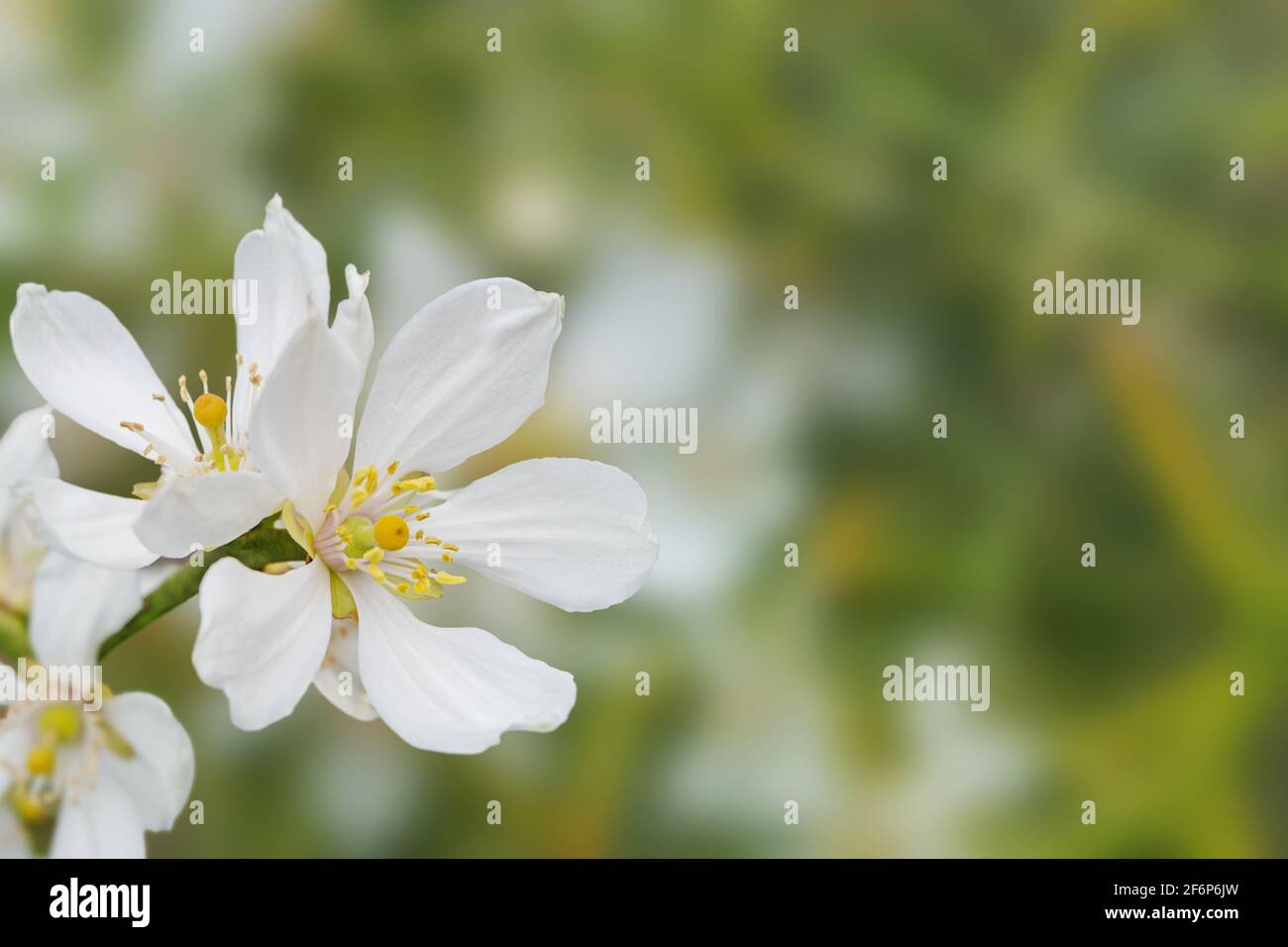 Citrus white flowers in the corner of spring blurred garden background. Trifoliate orange blossom. Poncirus trifoliata flowering. Stock Photo