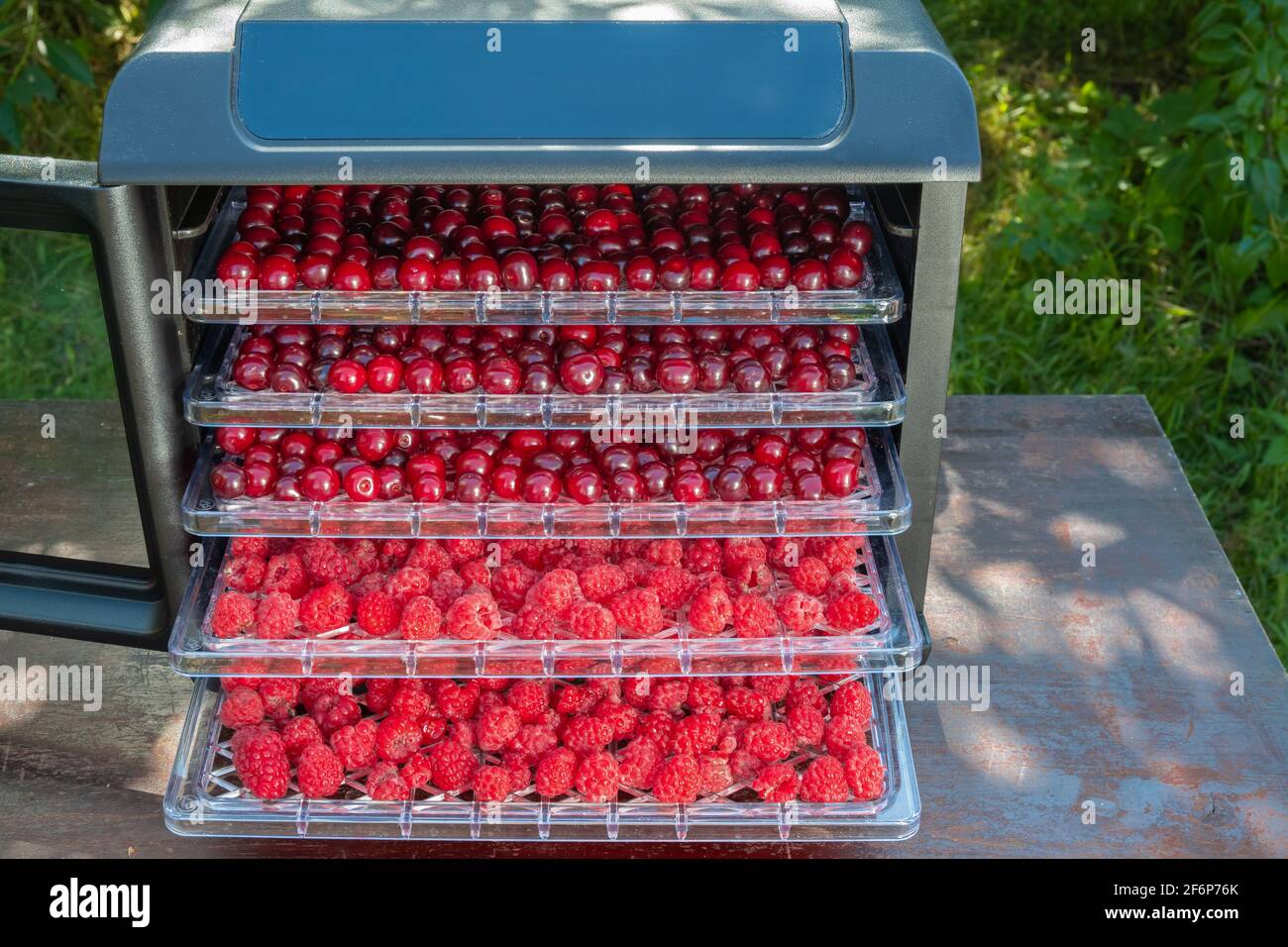 Fresh cherries and raspberries ready for dehydration in an electric drying machine for home drying of fruits and berries. Stock Photo