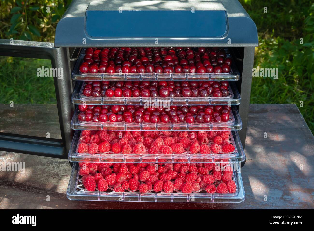 Fresh cherries and raspberries ready for dehydration in an electric drying machine for home drying of fruits and berries. Stock Photo
