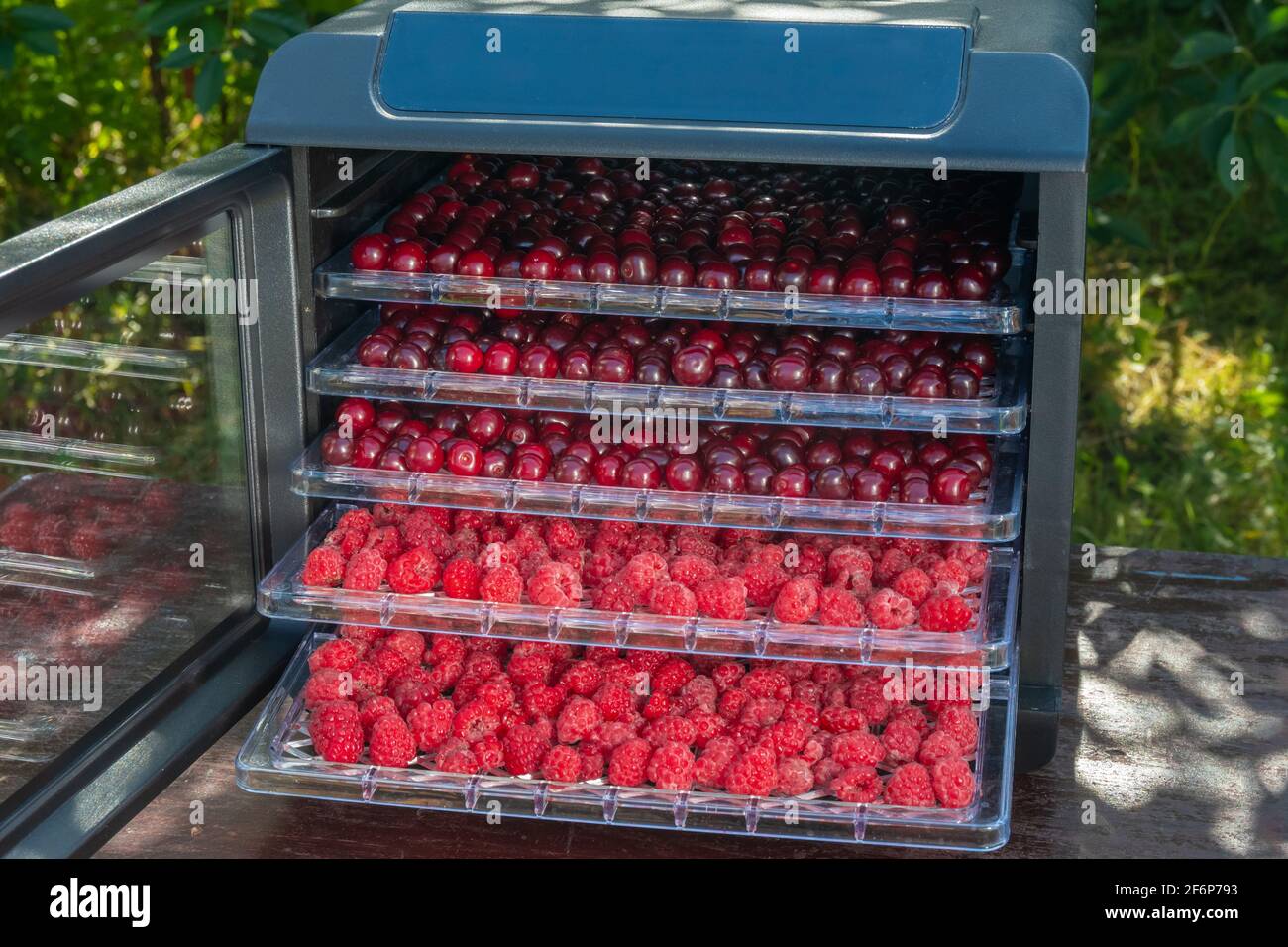 Fresh cherries and raspberries ready for dehydration in an electric drying machine for home drying of fruits and berries. Stock Photo