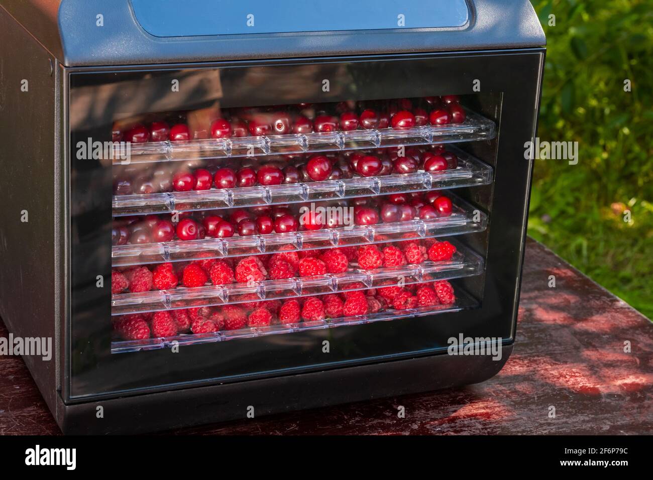 Fresh cherries and raspberries ready for dehydration in an electric drying machine for home drying of fruits and berries. Stock Photo