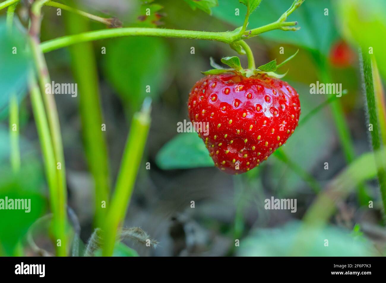 Ripe strawberries with holes made by a slug. The slugpest Arion