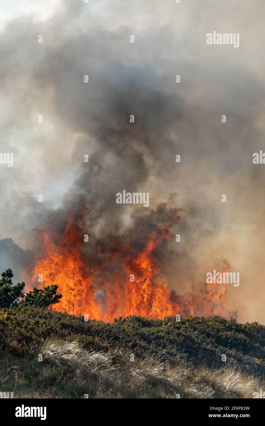 30 March 2021. Wildfire strikes woodland area near Kingston in Moray ...