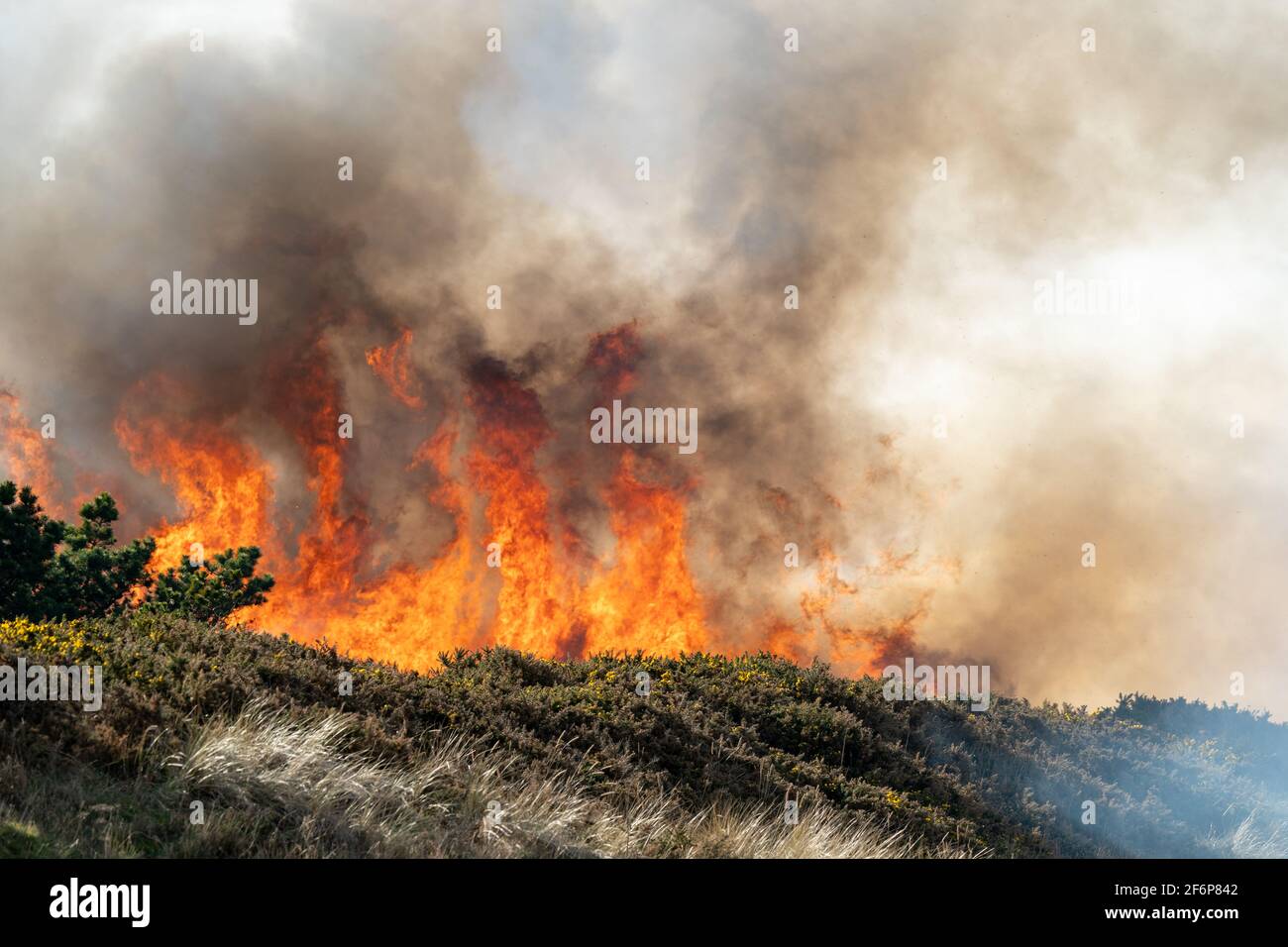 30 March 2021. Wildfire strikes woodland area near Kingston in Moray ...