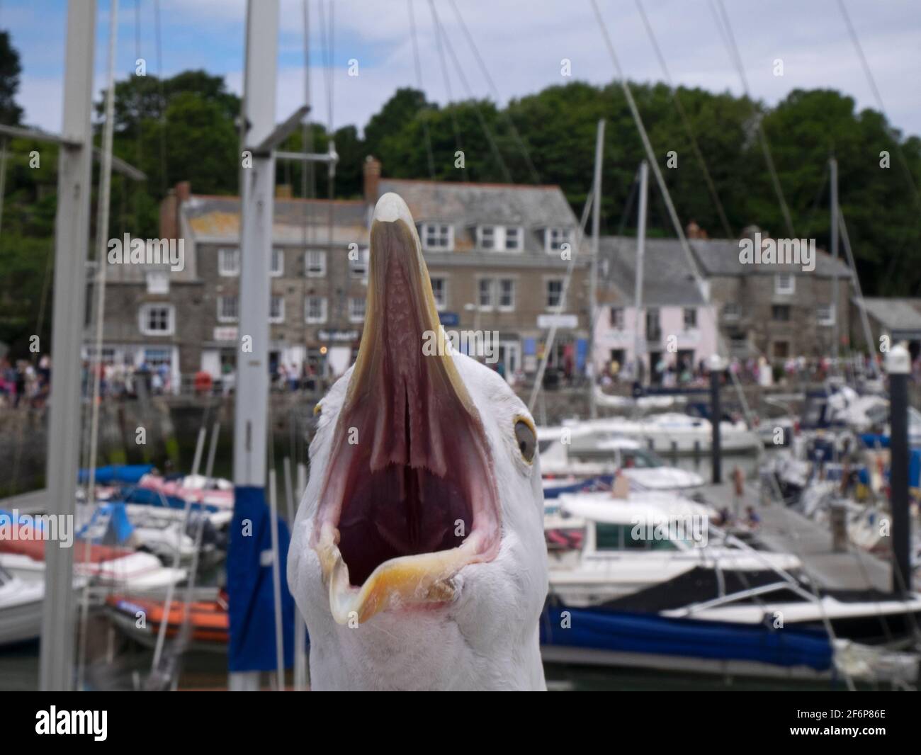 Herring Gull, Larus argentatus calling in Padstow Harbour, Cornwall, summer Stock Photo