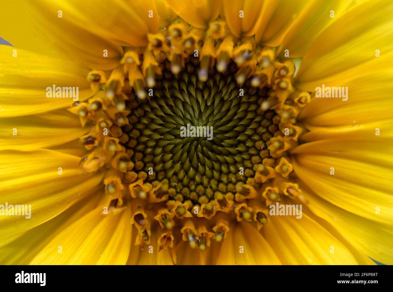 sunflower centre showing seeds Stock Photo Alamy
