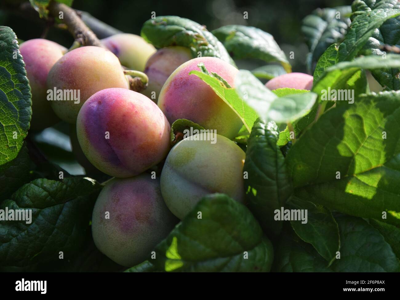 plums growing on tree Stock Photo Alamy