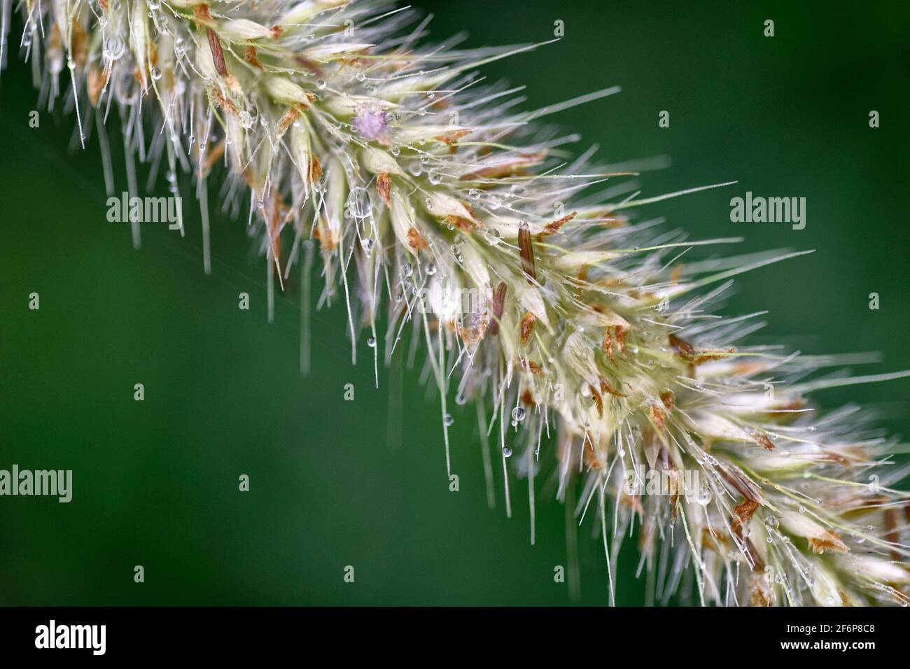Raindrops grass hi-res stock photography and images - Alamy