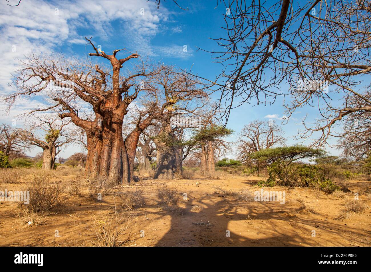 (10/15/2014) the territory where the Hadzabe live is mainly bush in the ...