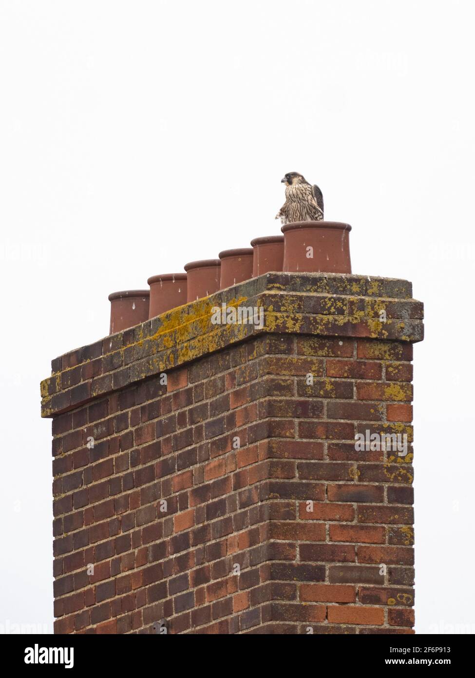 Peregrine Falcon, Falco peregrinus, fledged young around Cromer Church, North Norfolk, summer Stock Photo