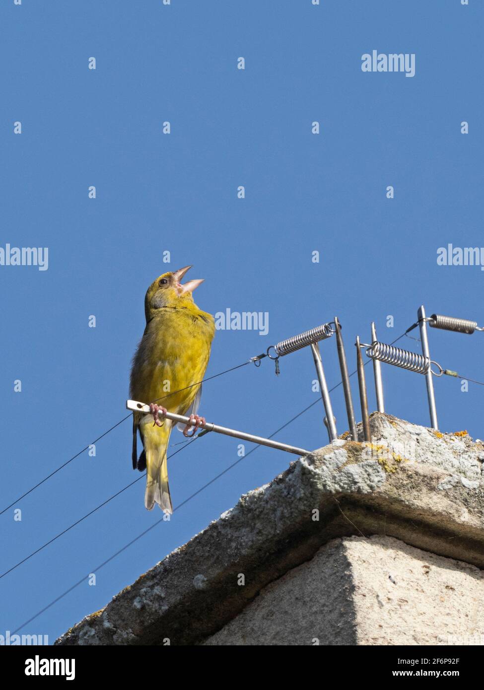 Greenfinch, Chloris chloris, in song on Cromer Church, North Norfolk, spring Stock Photo