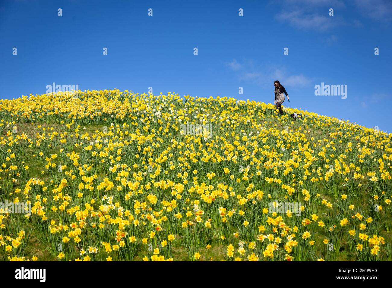 Telford, Shropshire, UK. 2nd Apr, 2021. A woman walks her dog among 170,000 daffodils in Telford town centre. The daffodils were planted in 2018 on Hollingsgate Mound to commemorate the town's 50th anniversary since it came into existence. Each of the 170,000 flowers represents one resident. Credit: Peter Lopeman/Alamy Live News Stock Photo