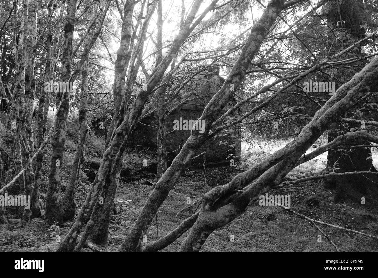 Glen Affric, scottish highlands Stock Photo