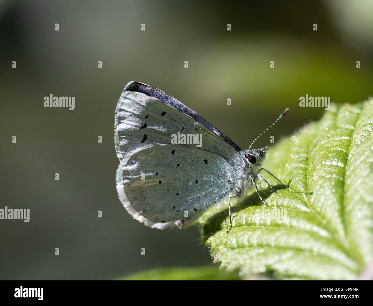 Holly Blue Butterfly,  Celastrina argiolus,  in garden in early spring Holt Norfolk Stock Photo