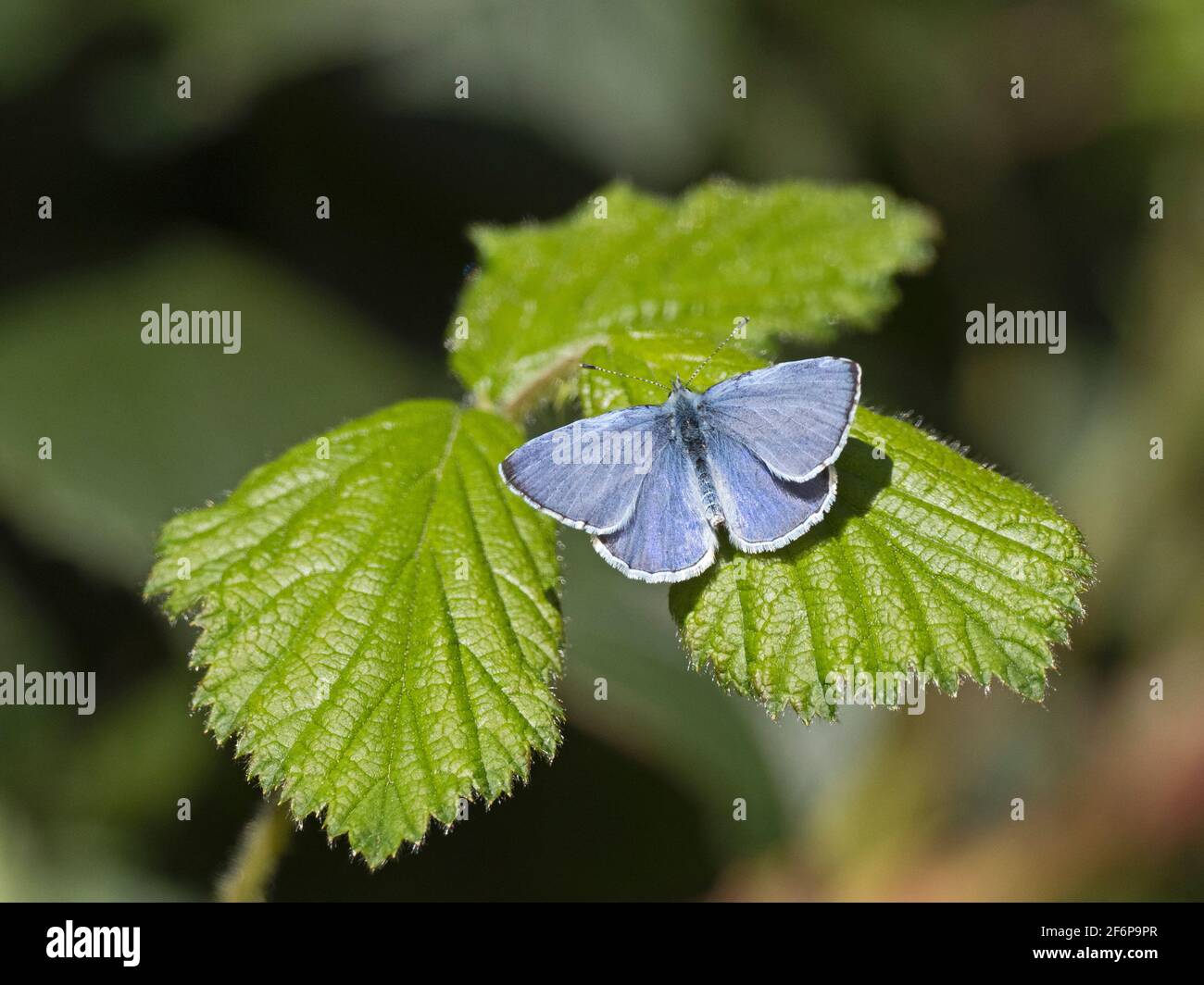 Holly Blue Butterfly,  Celastrina argiolus,  in garden in early spring Holt Norfolk Stock Photo